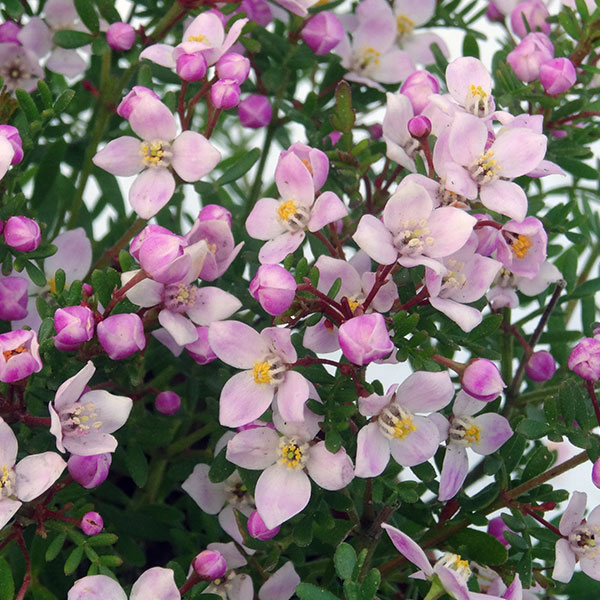 Boronia Anemonifolia Blutezeit